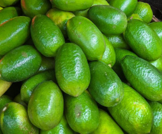 Kaji Nemu / Assam Lemon – Fruits