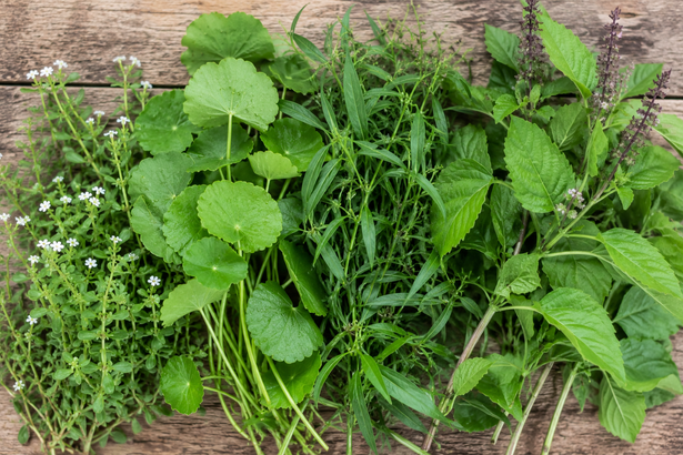 Medicinal Herbs – Organic & Specialty